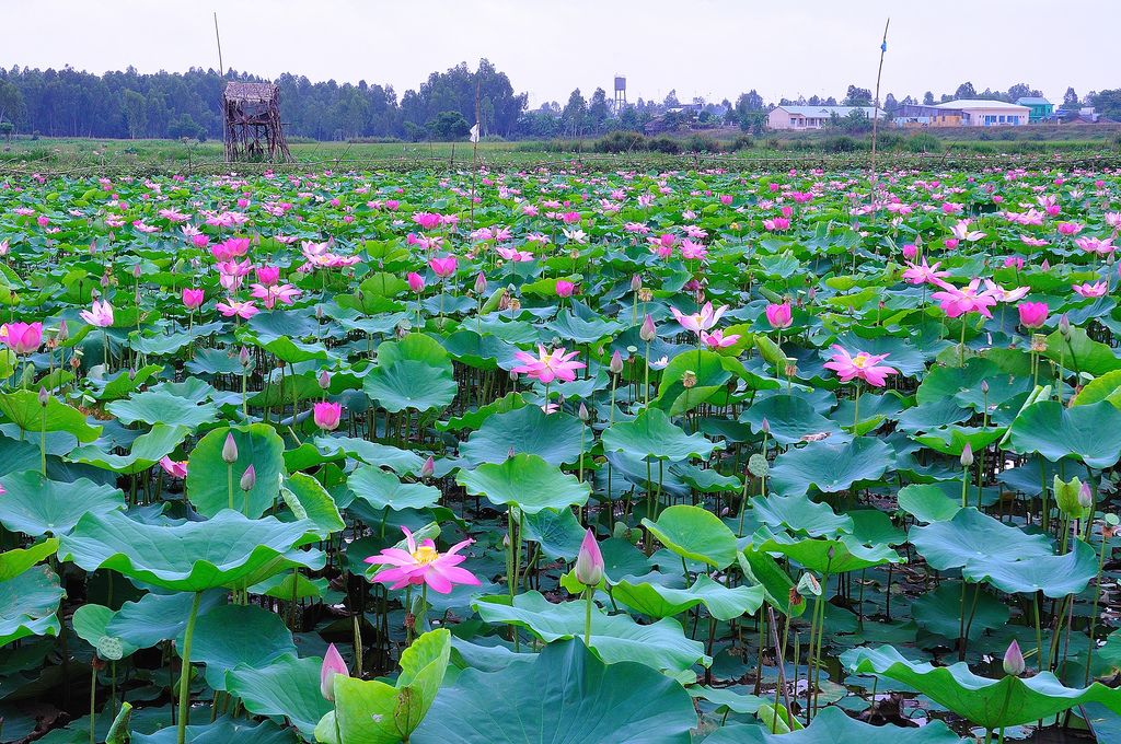 Dong Thap Vietnam What You Need To Know Before You Go dong-thap-vietnam-what-you-need-to-know-before-you-go